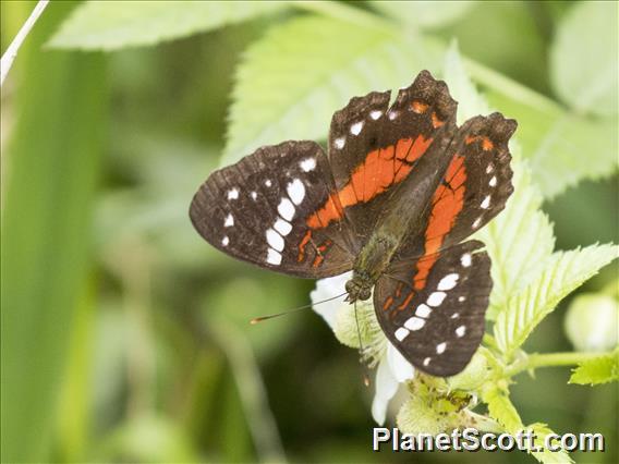 Red Peacock (Anartia amathea)