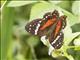 Red Peacock (Anartia amathea)