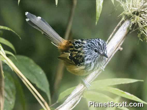 Streak-headed Antbird (Drymophila striaticeps)