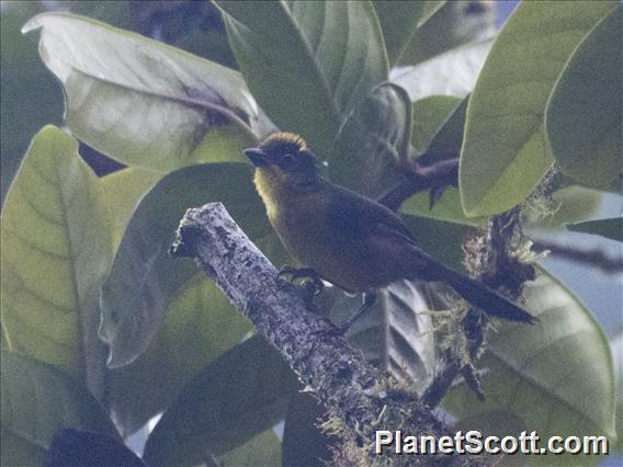 Choco Brushfinch (Atlapetes crassus)