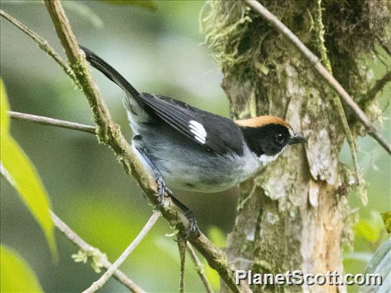 White-winged Brushfinch (Atlapetes leucopterus)