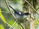 White-winged Brushfinch (Atlapetes leucopterus)