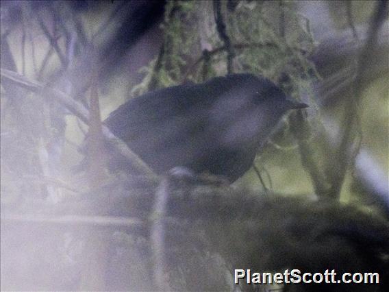 Blackish Tapaculo (Scytalopus latrans)