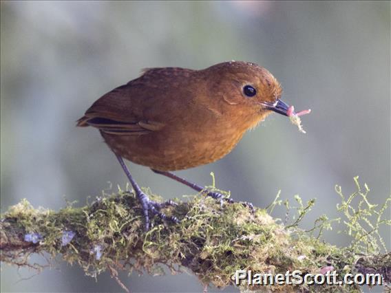 Equatorial Antpitta (Grallaria saturata)