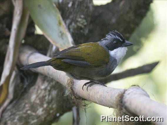 Gray-browed Brushfinch (Arremon assimilis)