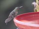 Tyrian Metaltail (Metallura tyrianthina)