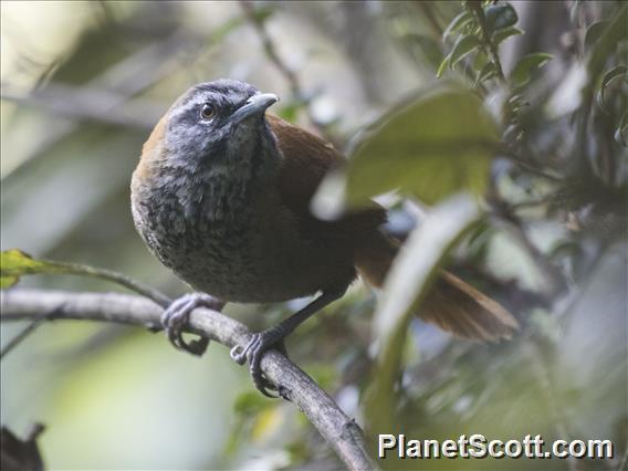 Plain-tailed Wren (Pheugopedius euophrys)