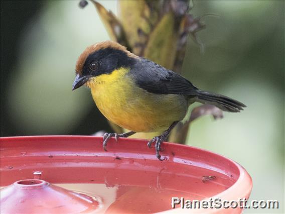 Yellow-breasted Brushfinch (Atlapetes latinuchus)