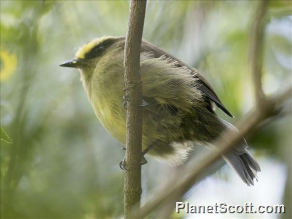 Yellow-bellied Chat-Tyrant (Silvicultrix diadema)