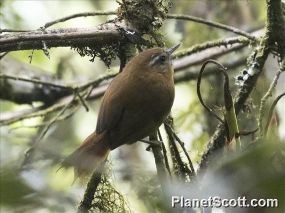 White-browed Spinetail (Hellmayrea gularis)