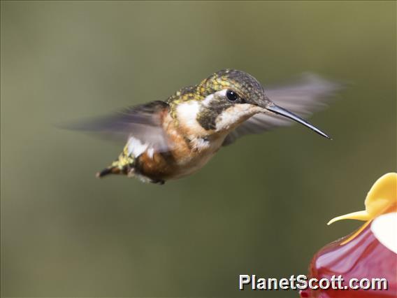 White-bellied Woodstar (Chaetocercus mulsant)