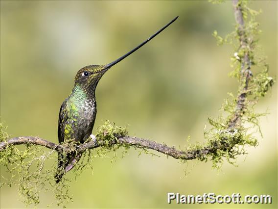 Sword-billed Hummingbird (Ensifera ensifera)