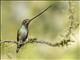 Sword-billed Hummingbird (Ensifera ensifera)