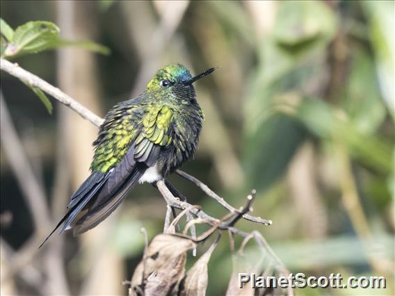 Sapphire-vented Puffleg (Eriocnemis luciani)