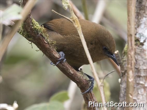 Rufous Wren (Cinnycerthia unirufa)