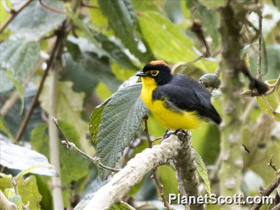 Spectacled Redstart (Myioborus melanocephalus)