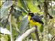 Spectacled Redstart (Myioborus melanocephalus)