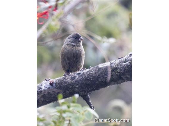 Plain-colored Seedeater (Catamenia inornata)