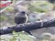 Plain-colored Seedeater (Catamenia inornata)