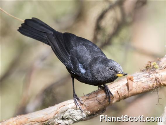 Glossy Flowerpiercer (Diglossa lafresnayii)