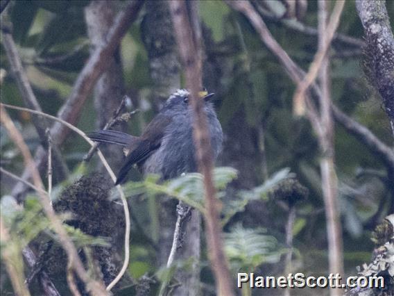 Crowned Chat-Tyrant (Silvicultrix frontalis)