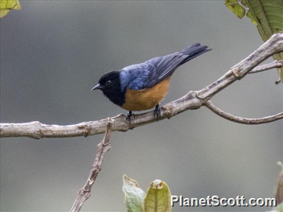 Blue-backed Conebill (Conirostrum sitticolor)