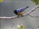 Blue-backed Conebill (Conirostrum sitticolor)