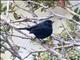 Black Flowerpiercer (Diglossa humeralis)