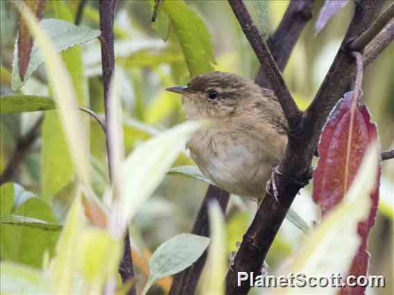 Grass Wren (Cistothorus platensis)