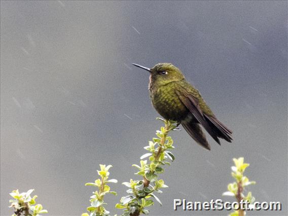 Viridian Metaltail (Metallura williami)