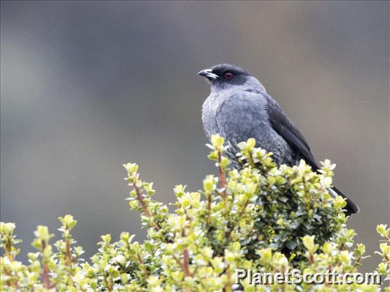 Red-crested Cotinga (Ampelion rubrocristatus)