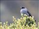 Red-crested Cotinga (Ampelion rubrocristatus)