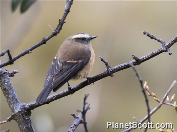 Brown-backed Chat-Tyrant (Ochthoeca fumicolor)