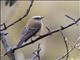 Brown-backed Chat-Tyrant (Ochthoeca fumicolor)