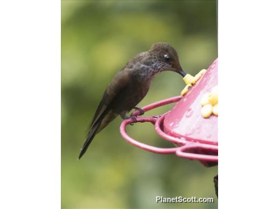 Bronzy Inca (Coeligena coeligena)