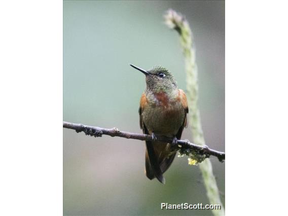 Chestnut-breasted Coronet (Boissonneaua matthewsii)