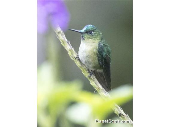 Long-tailed Sylph (Aglaiocercus kingii)