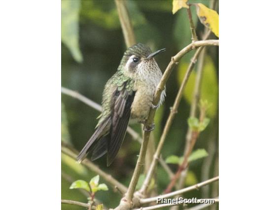 Speckled Hummingbird (Adelomyia melanogenys)