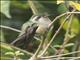 Speckled Hummingbird (Adelomyia melanogenys)