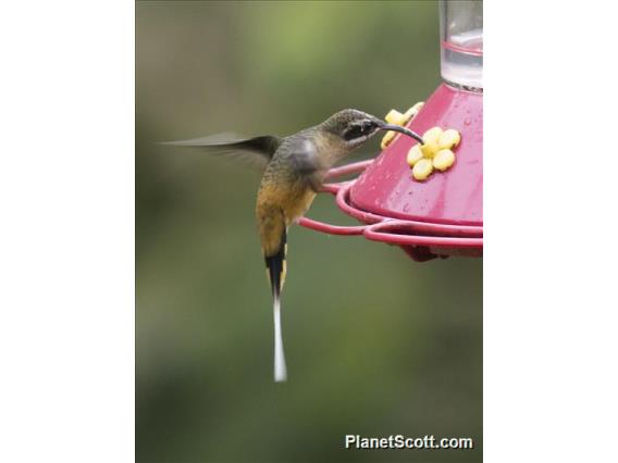 Tawny-bellied Hermit (Phaethornis syrmatophorus)