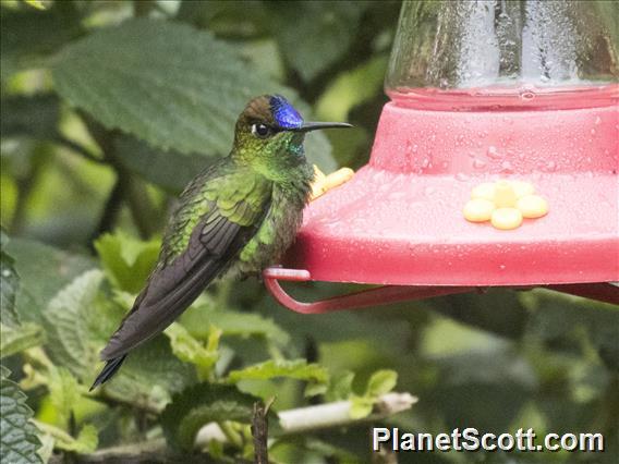 Violet-fronted Brilliant (Heliodoxa leadbeateri)