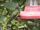 Violet-fronted Brilliant (Heliodoxa leadbeateri)