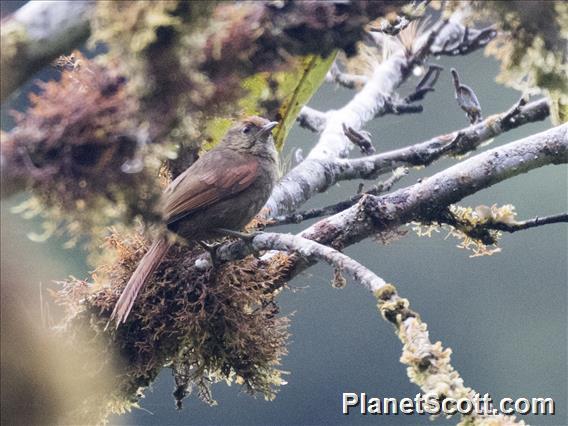 Ash-browed Spinetail (Cranioleuca curtata)