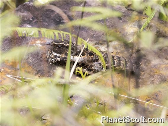 Blackish Nightjar (Nyctipolus nigrescens)