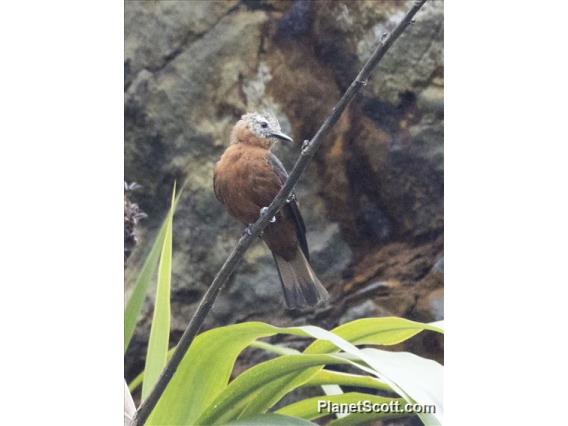 Cliff Flycatcher (Hirundinea ferruginea)