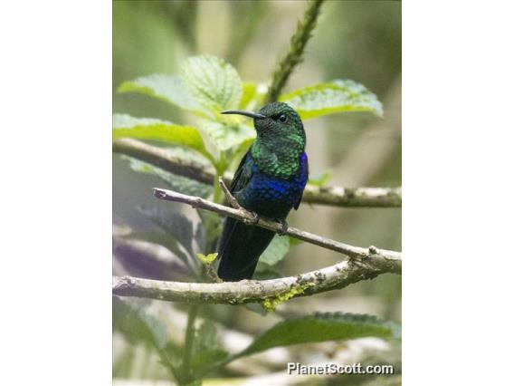 Fork-tailed Woodnymph (Thalurania furcata)