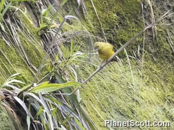 Olivaceous Siskin (Spinus olivaceus)