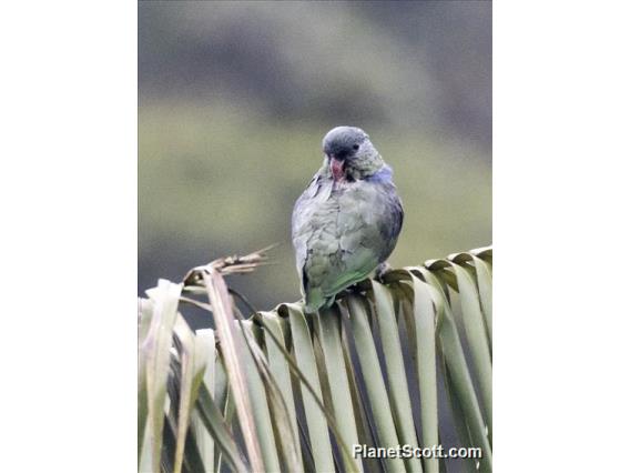 Red-billed Parrot (Pionus sordidus)