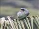 Red-billed Parrot (Pionus sordidus)