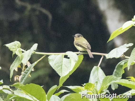 Rufous-breasted Flycatcher (Leptopogon rufipectus)